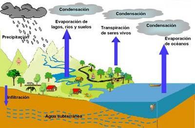 3. Ciclos biogeoquímicos 3.2 Ciclo del agua El agua está en constante circulación en la naturaleza. De la superficie de lagos, ríos y mares se evapora, a causa de la energía calórica.