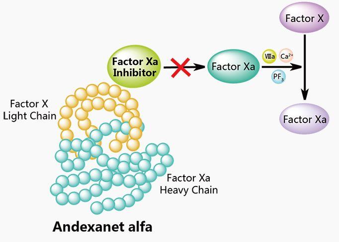 Sobreanticoagulación por NOAC Reversión Apixabán y Rivaroxabán Andexanet alfa Factor Xa humano recombinante modificado