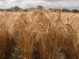 MasAgro Apoyo en la cadena de valor de trigo Cadena de valor de trigo fortalecida mediante la colaboración entre la investigación estratégica en trigo y actores clave de la industria semillera para