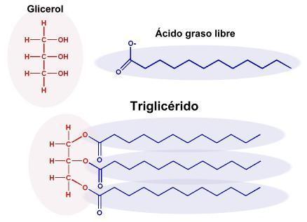 Figura 6. Representación estructural de las moléculas constituyentes de un triglicérido sencillo. Figura 7.