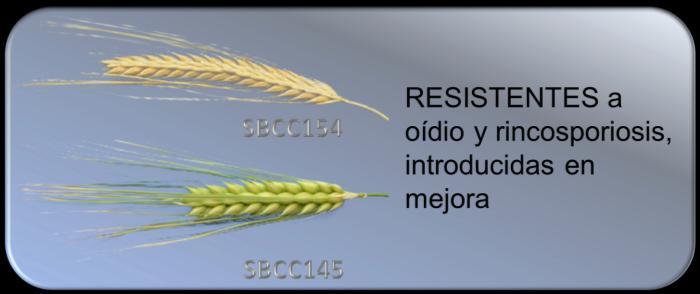 Days to heading 30/01/2014 Cebadas españolas: resistencias a enfermedades Silvar et al.