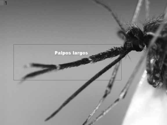Clave pictórica para la identificación de géneros de Culicidae (Diptera) de Chile con impacto en la salud pública 37 cámara digital Nikon Digital Sight DS-5M acoplada a microscopio Nikon