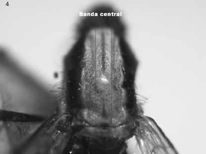 38 Acta Entomológica Chilena