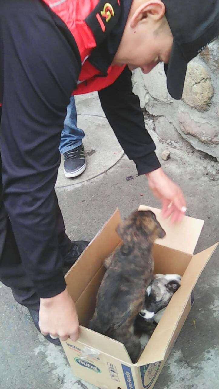 OPERATIVO: RESCATE ANIMAL mascotas rescatadas 350 perros y