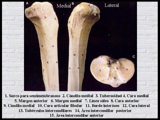 áreas articulares, entre ellas hay una eminencia intercondilea o espina formada por los tubérculos intercondíleos medial y lateral.