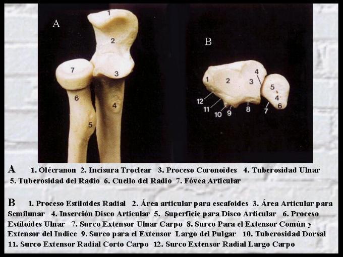 Cada hueso se articula con el hueso adyacente. El carpo en conjunto forma el macizo óseo carpiano que posee una cara dorsal convexa y una anterior cóncava.