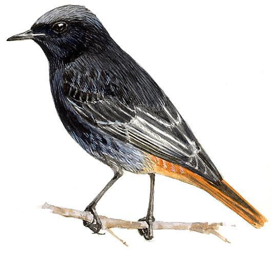 Diseño de un indicador de estado de conservación de la biodiversidad basado en aves METODOLOGÍA Diseñar Indicadores Ambientales que permitan evaluar en que medida se alcanza el objetivo de frenar la