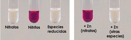 Reducción de Nitratos Caldo nitratos Sustrato: Nitrato de sodio. Enzima: Nitrato reductasa. Producto: Nitritos.