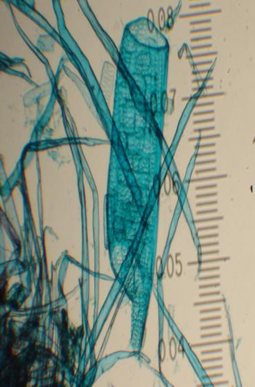 promedio de la fibra del Ricinus communis es de 1058 µ,