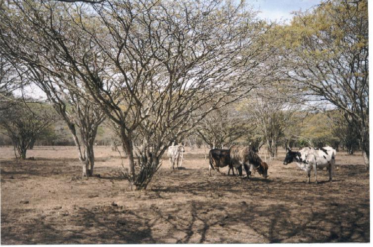 Rol funcional de los árboles en potreros mitigando la escasez de alimentos Diversidad de especies leñosas: aportan