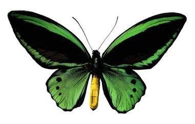 son las alas de una mariposa y las alas de un ave. Todas tienen como función volar, pero tienen diferentes estructuras.
