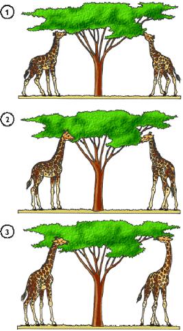 20 20 En la clásica demostración de la evolución Lamarckista se muestran dos jirafas de cuello corto (1).