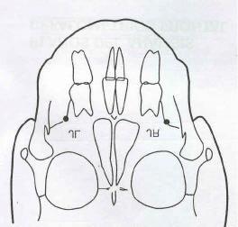 Cinco campos relacionados a los problemas dentales y esqueléticos fueron estudiados por Ricketts ; de todos ellos se evaluaron los correspondientes al ancho maxilar y facial por ser tema de interés
