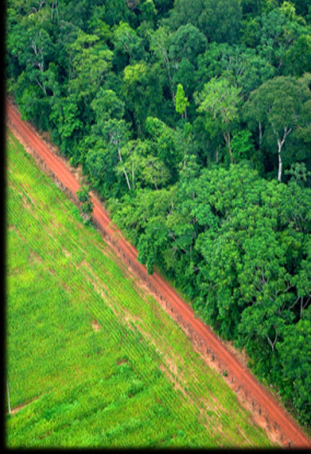 PROGRAMA ONU REDD+ El Programa ONU-REDD+ es la iniciativa de colaboración de las Naciones Unidas para reducir las emisiones por la deforestación y la degradación de