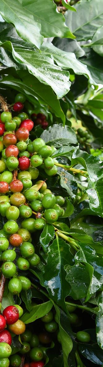 CAFÉ CEREZA Nombre científico Coffea arabica L. Se llama café o cafeto a un género de árboles de la familia de las rubiáceas, a sus semillas y a la bebida que se prepara con ellas.
