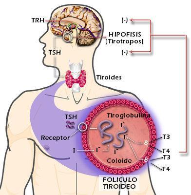 Anatomía y Fisiología de la Glándula Tiroides Captación y oxidación de