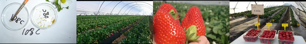 Let s talk about: The strawberry industry in Spain FNM