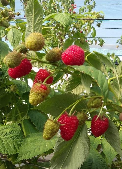 New FNM s Breeding Programs New raspberry breeding program.