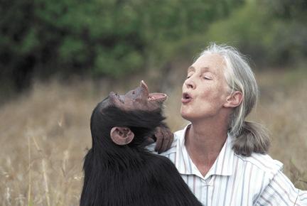 Evolución de la actitud de las personas hacia los animales 1950s se cazaban hembras chimpancé para capturar a sus crías influencia de Jane Goodall Evolución de la actitud de las personas hacia los