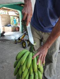 sucios Bananos cortados Los productores desmanan en el cafetal y no tienen