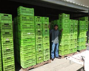 En Tutule, Honduras, un grupo de productores, se juntó con un productor comerciante vecino para vender banano maduro en los barrios de Comayagua Hay cadenas de comercialización que se están formando