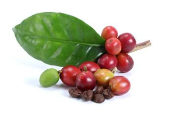 DESARROLLO DE MERCADO "Incrementar la producción de café y fomentar la diversificación de las exportaciones en condiciones competitivas.