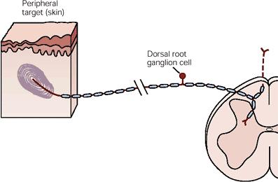 Terminal especializado en la piel Soma neuronal en el ganglio de la raíz dorsal El axón