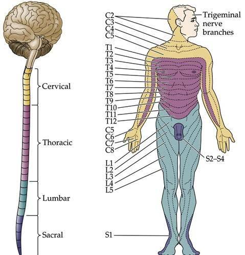 médula espinal Neurona sensorial primaria