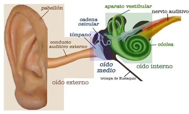 Oído externo Oído medio Oído interno magnifica la presión 200