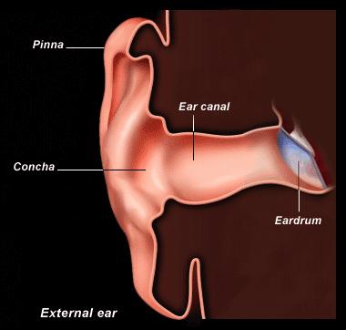 tímpano La concha y el canal del oído externo actúan como una caja