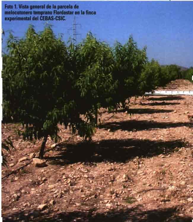 Igualmente, González-Altozano y Castel (1999, 2000) han demostrado la utilidad del RDC en mandarino, al conseguir ahorros de agua del 15% sin efectos negativos sobre la producción y calidad del fruto.