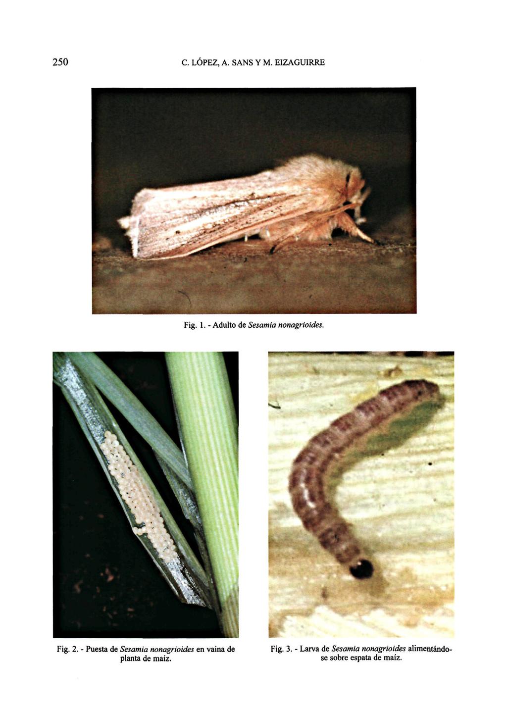 Fig. 1. - Adulto de Sesamia nonagrioides. Fig. 2.