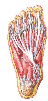 Cuadrado plantar. Innervación. Nervio plantar lateral: S2,S3 Anatomía. Estrato medio de los músculos plantares. Origen: Dos cabezas.