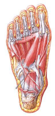 Aductor del dedo gordo. Innervación. Nervio plantar lateral: S2,S3 Anatomía.