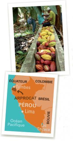 Ellos practican un sistema diversificado de plátano, limón y cacao, lo que limita los riesgos de monocultivo.