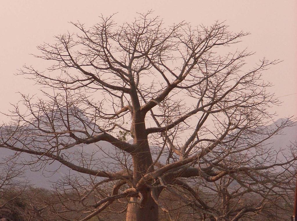 Adansonia digitata (Baobab-Embondeiro) Los árboles