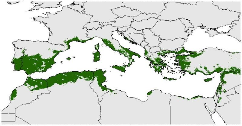 Distribución del olivo