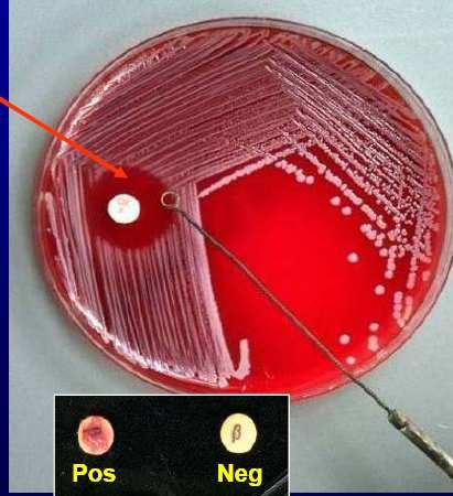 Staphylococcus / Penicilina Frente a cepas sensibles a Penicilina (CIM 0.