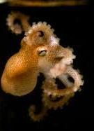 Ciclo de vida de pulpos (sin fase planctónica:no paralarva) (Octopus