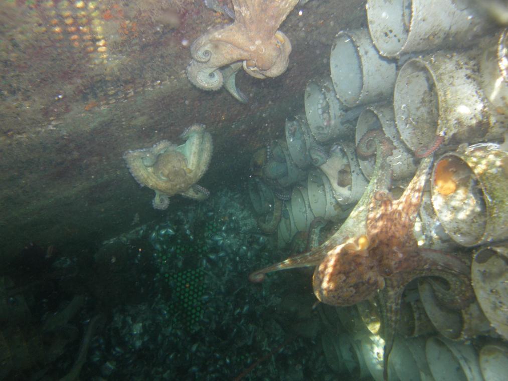 Cultivo de pulpo (Octopus vulgaris) en jaula Alimentación diaria con restos de peces (lubina), moluscos (mejillones) y cangrejos (5% peso total de pulpos confinados) Engorde de