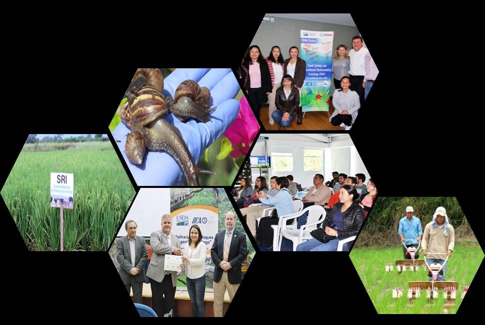 P ÁGINA 4 Representación Colombia INCIDENCIAS Y EVENTOS A través de actividades de capacitación, formación y actualización contribuimos al fortalecimiento institucional del sector agropecuario.