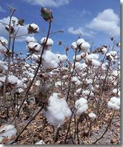 00 Cotton seed oil, refined Cotton plant Harvesting Seed-cotton 0.63 0.18 Ginning 0.10 0.