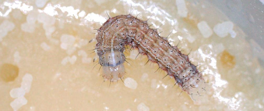 Estadio larval 4 (L4) En este estadio, la larva presenta tubérculos casi