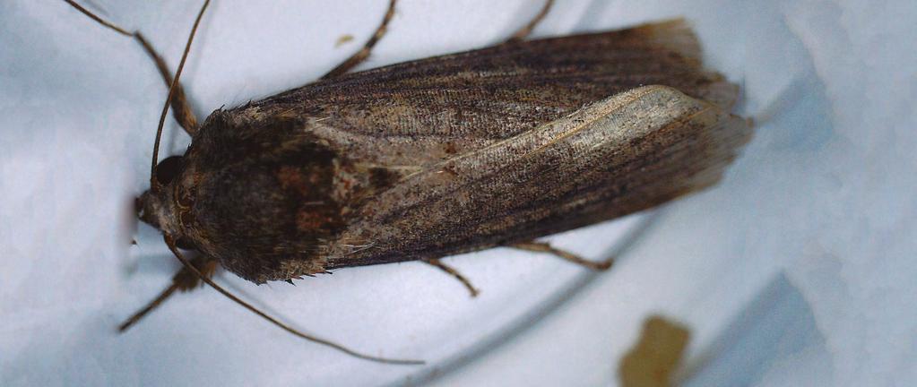 Adulto (hembra) La hembra de Spodoptera frugiperda se caracteriza por ser de mayor tamaño