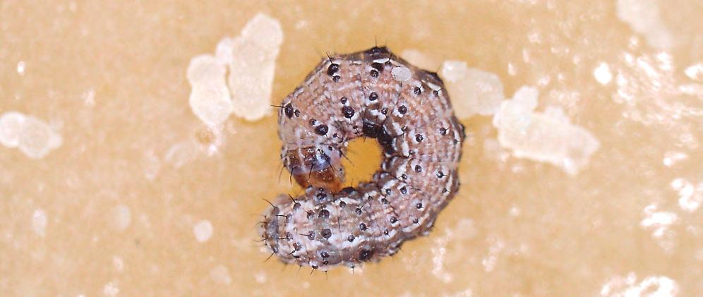 Estadio larval 3 (L3) La larva desarrolla puntos blancos adyacentes a