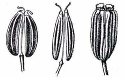 Coriandrum sativum Coriandro Planta anual originaria de la Cuenca del Mediterráneo, muy cultivada como hortaliza para consumirla cruda, a pesar del olor desagradable al restregar sus hojas.