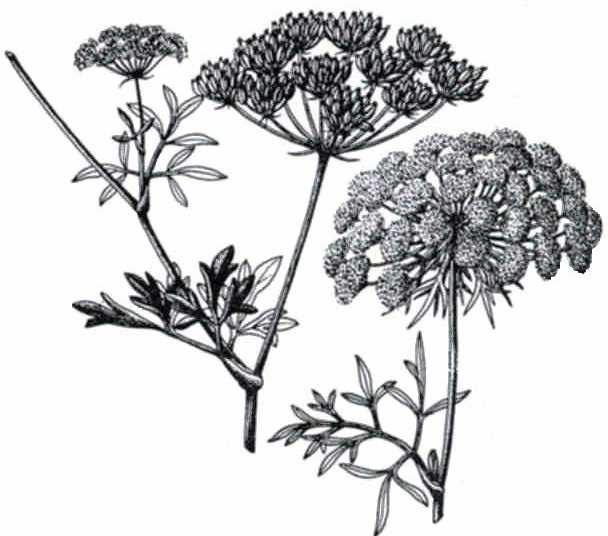 a b Inflorescencias en umbela compuestas de la familia Umbelíferas: a. Petroselinum crispum; b. Daucus carota.