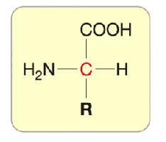 1.1 Estructura dels Aminoàcids Els aminoàcids primaris són compostos orgànics de baix pes molecular formats per: Un àtom de C central (Cα) (aminoàcids