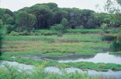 La mejora de los hábitats del lince es uno de los objetivos del programa coordinado para la aplicación de la Estrategia de Conservación del Lince en Andalucía.