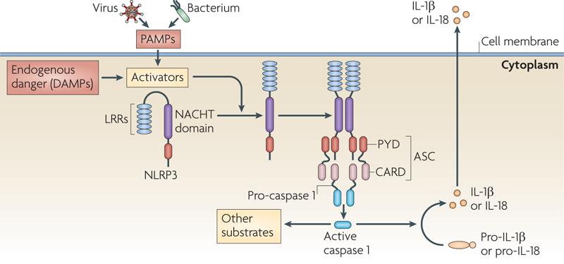 of multiple signalling pathways on ROS